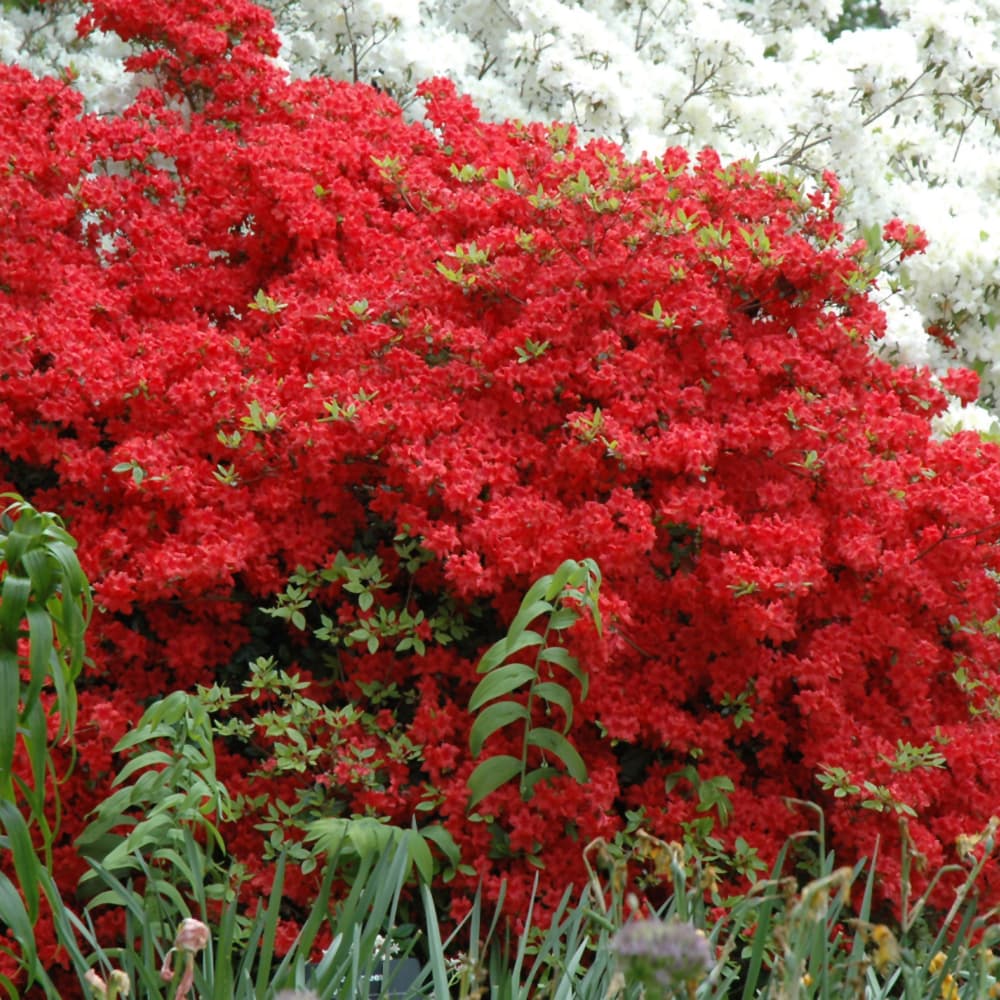 NetPS Plant Finder (www.netpsplantfinder.com)