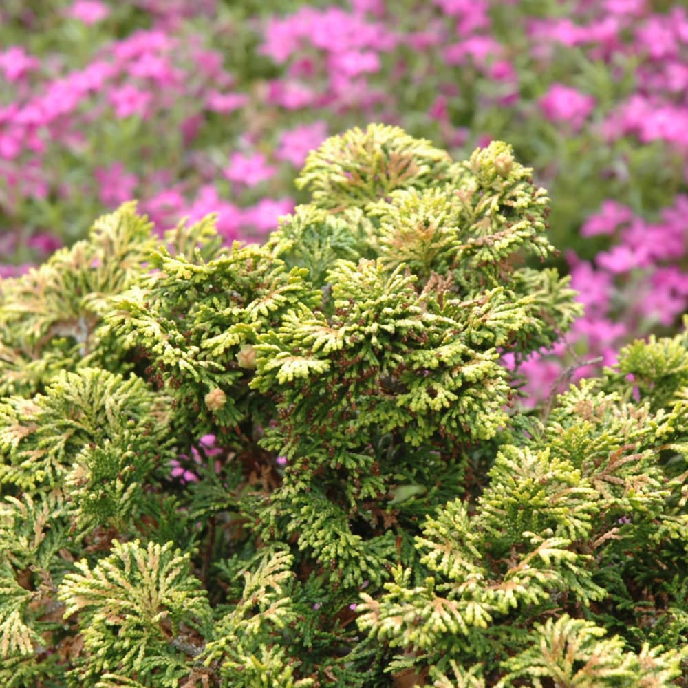 NetPS Plant Finder (www.netpsplantfinder.com)