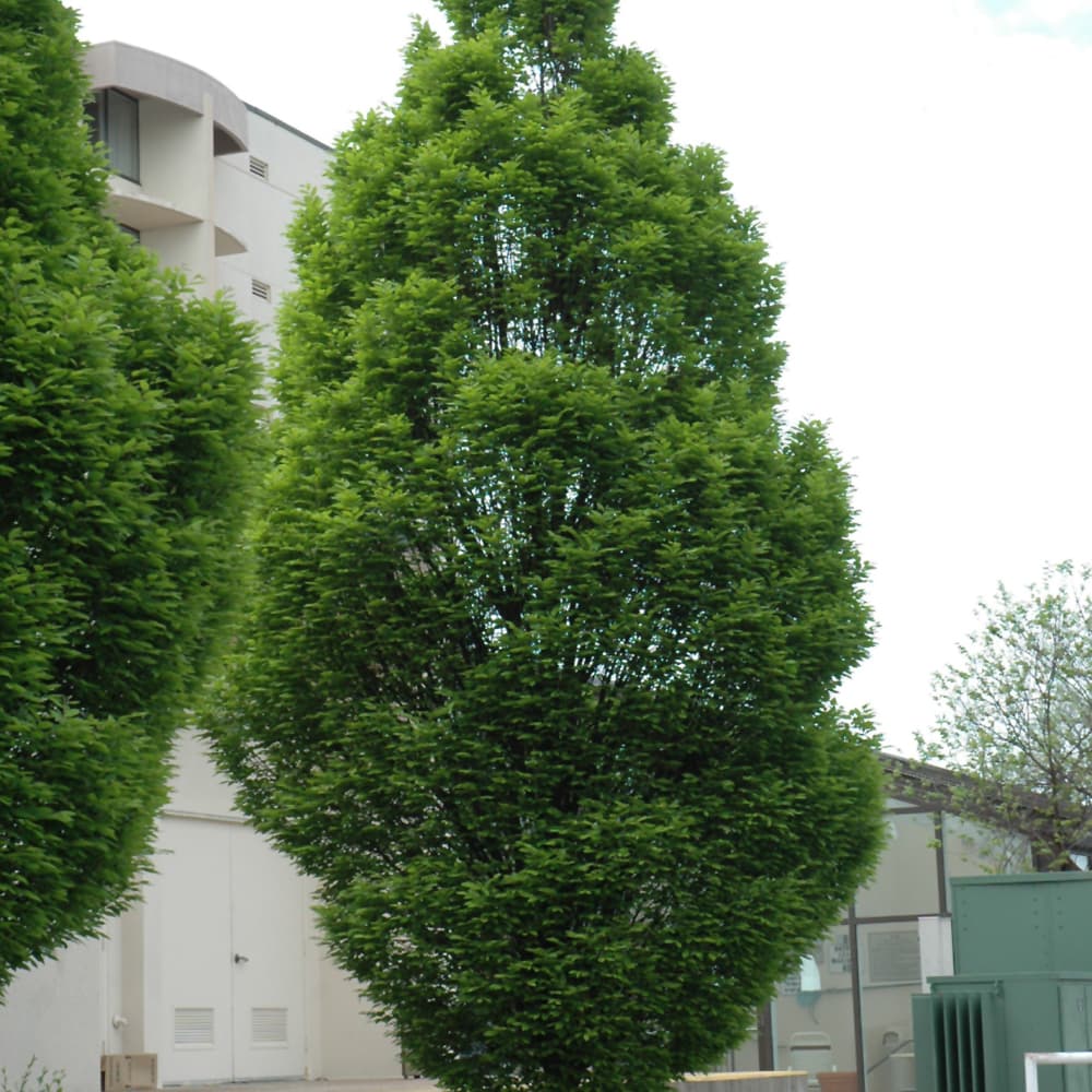 NetPS Plant Finder (www.netpsplantfinder.com)