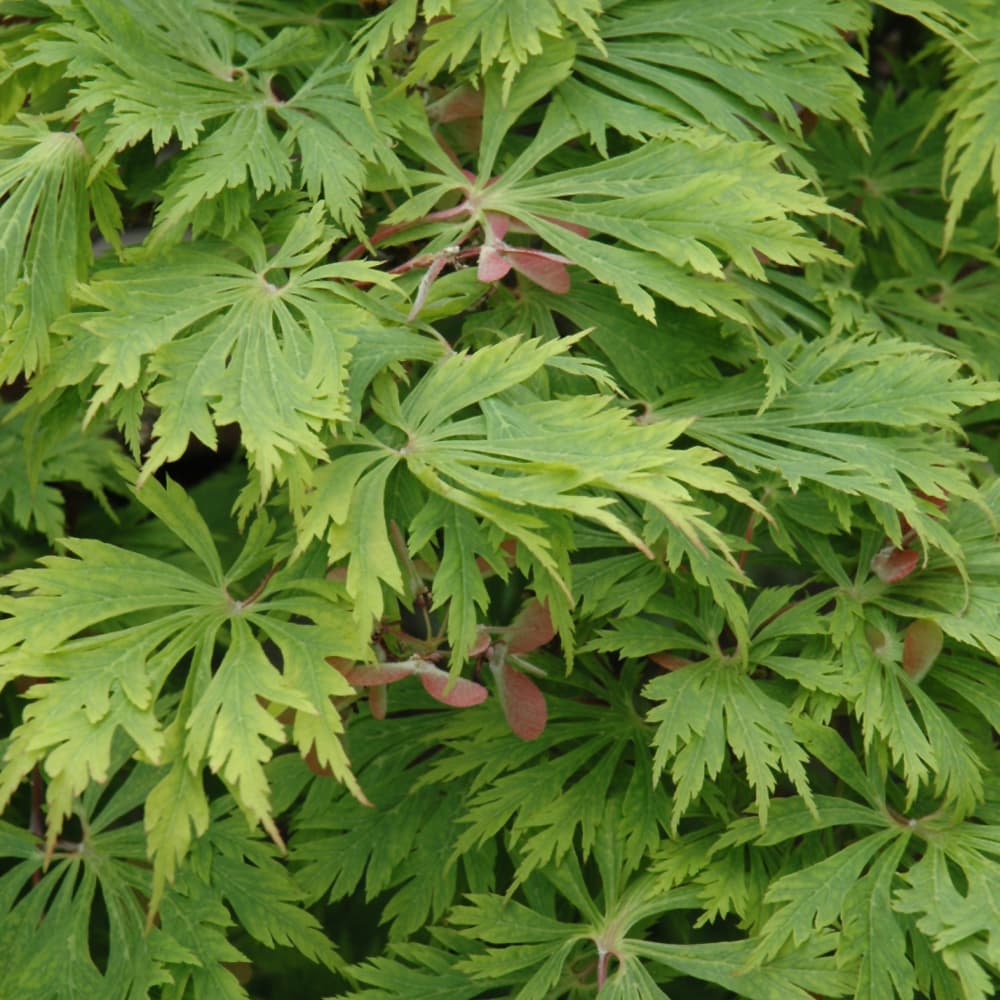 NetPS Plant Finder (www.netpsplantfinder.com)