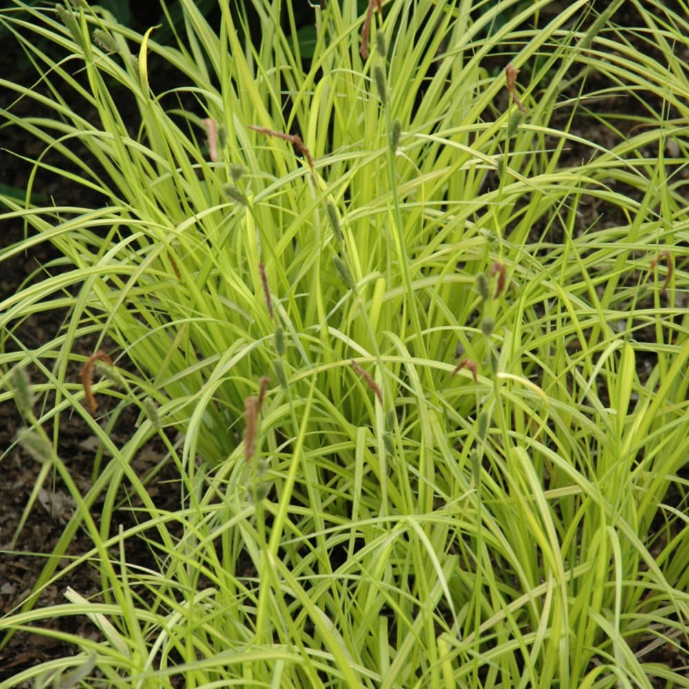 NetPS Plant Finder (www.netpsplantfinder.com)