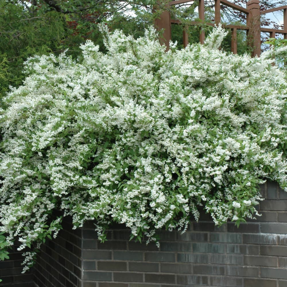 NetPS Plant Finder (www.netpsplantfinder.com)