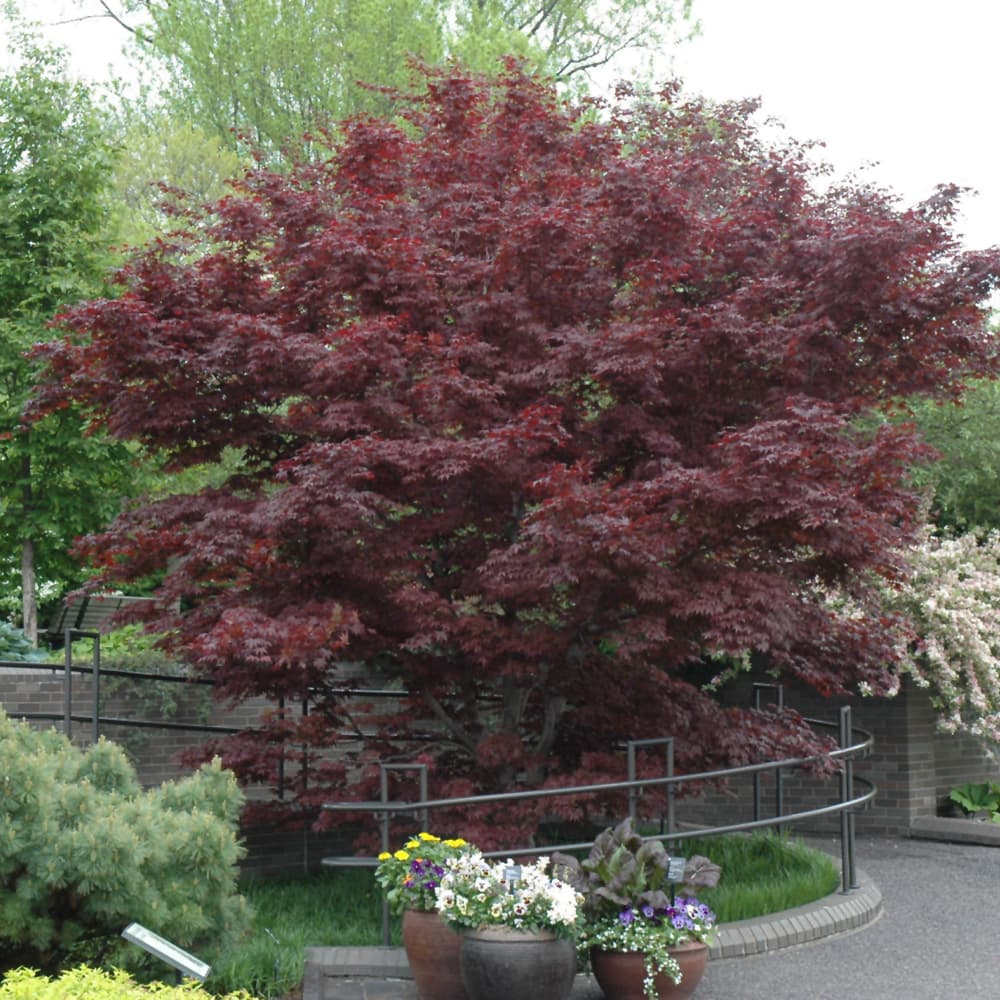 NetPS Plant Finder (www.netpsplantfinder.com)