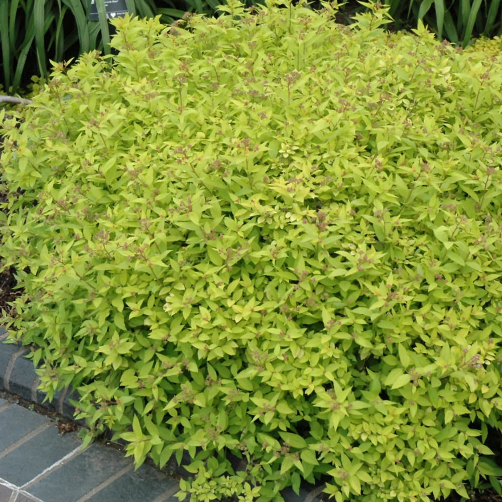 NetPS Plant Finder (www.netpsplantfinder.com)