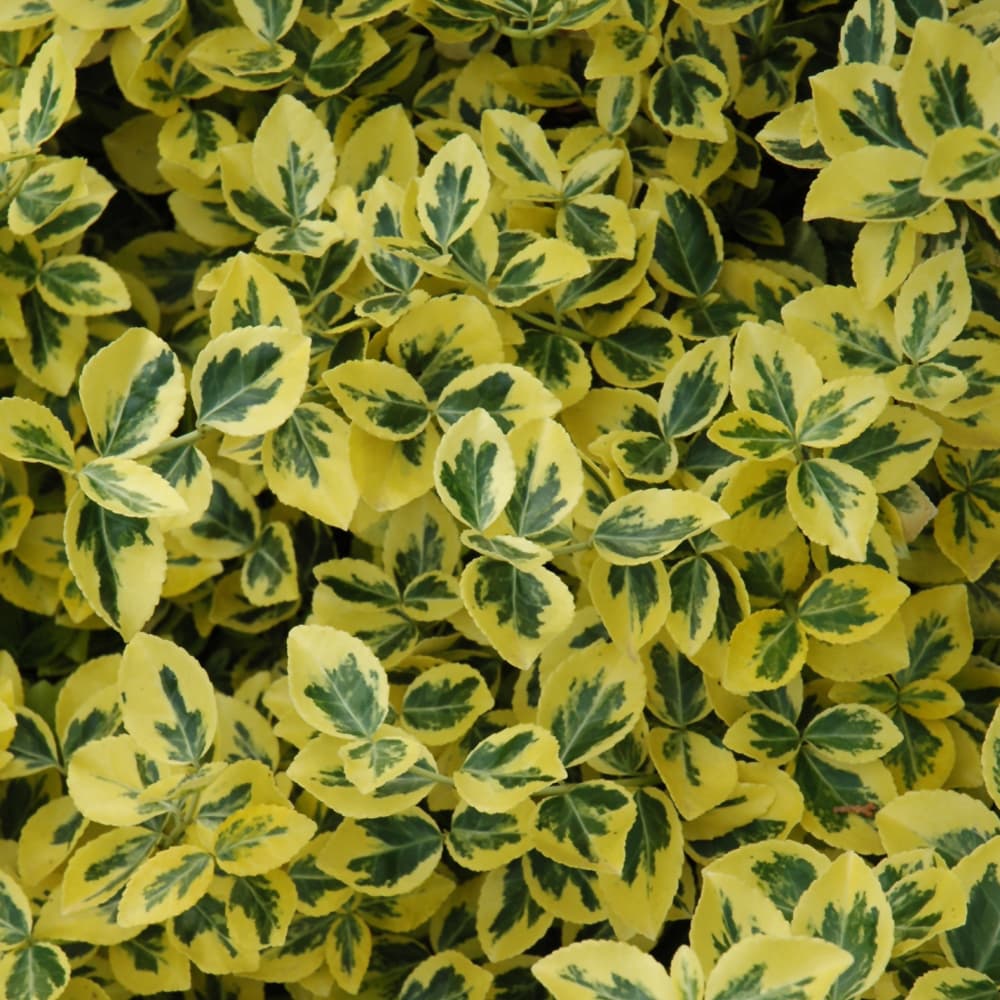 NetPS Plant Finder (www.netpsplantfinder.com)