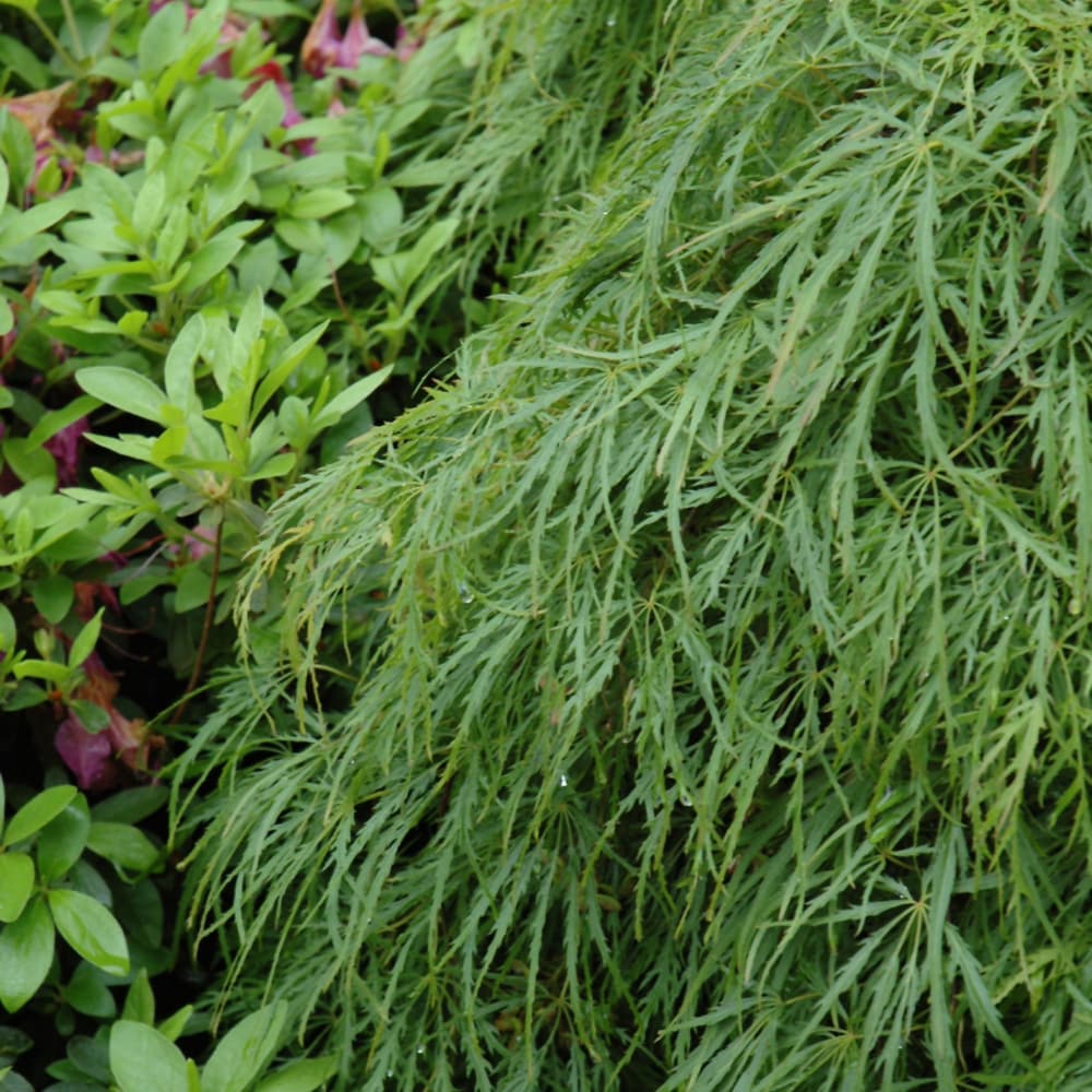 NetPS Plant Finder (www.netpsplantfinder.com)