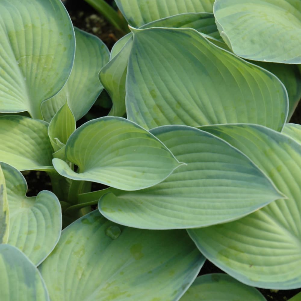 NetPS Plant Finder (www.netpsplantfinder.com)