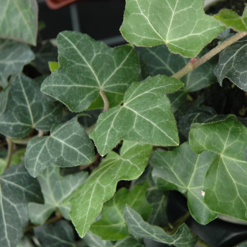 NetPS Plant Finder (www.netpsplantfinder.com)