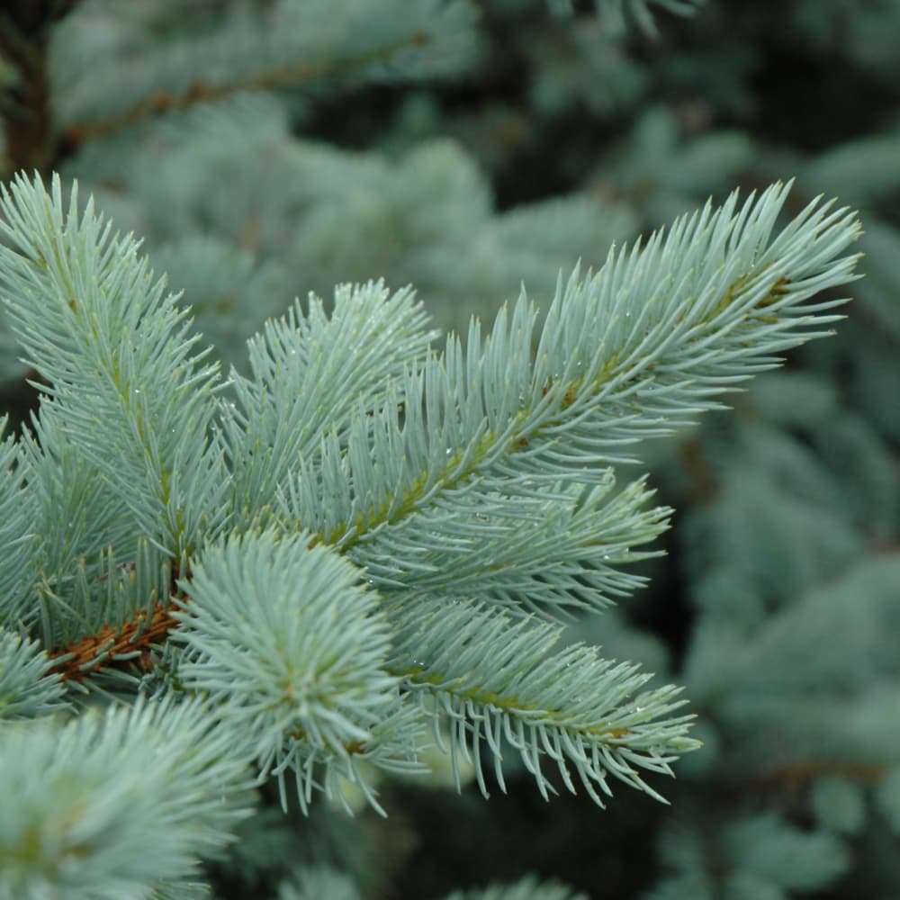 NetPS Plant Finder (www.netpsplantfinder.com)