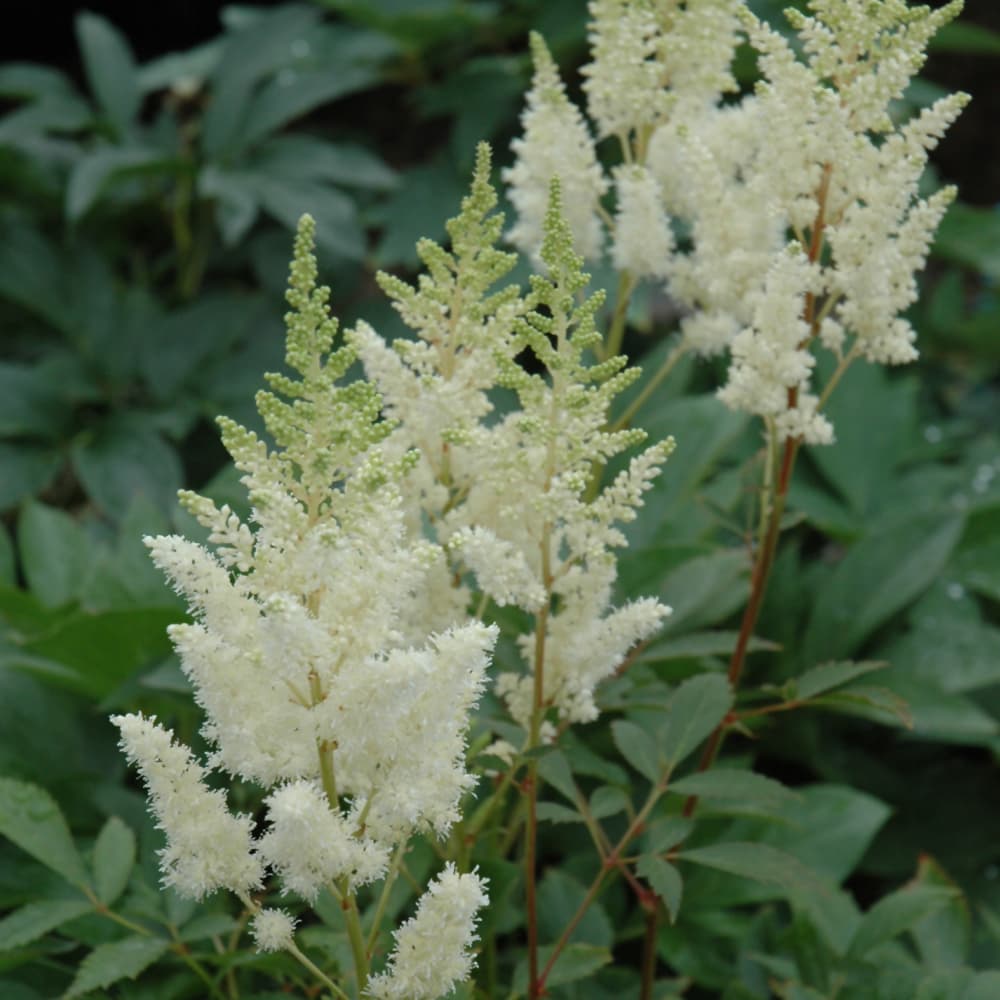 NetPS Plant Finder (www.netpsplantfinder.com)