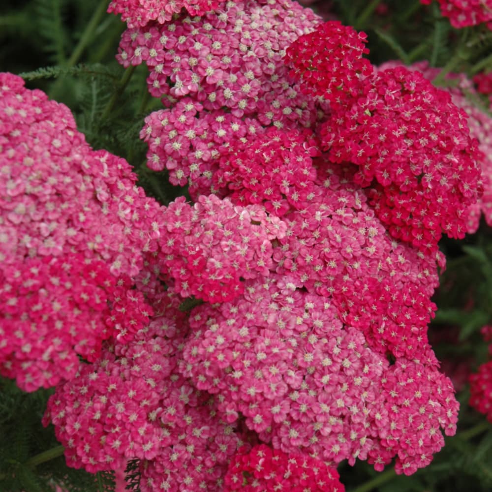NetPS Plant Finder (www.netpsplantfinder.com)