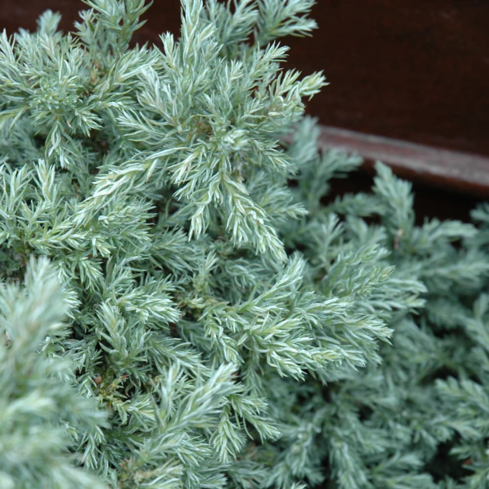 NetPS Plant Finder (www.netpsplantfinder.com)