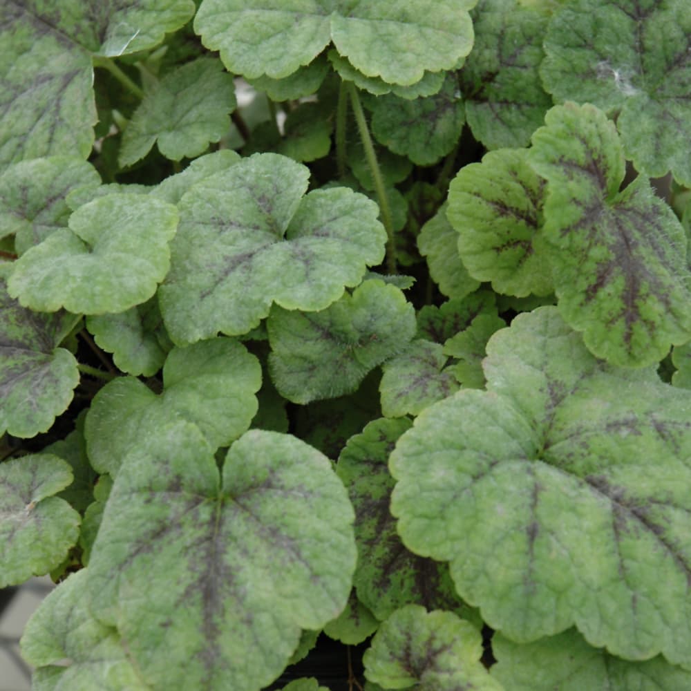 NetPS Plant Finder (www.netpsplantfinder.com)