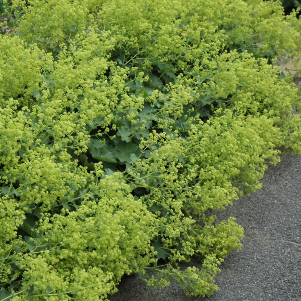 NetPS Plant Finder (www.netpsplantfinder.com)