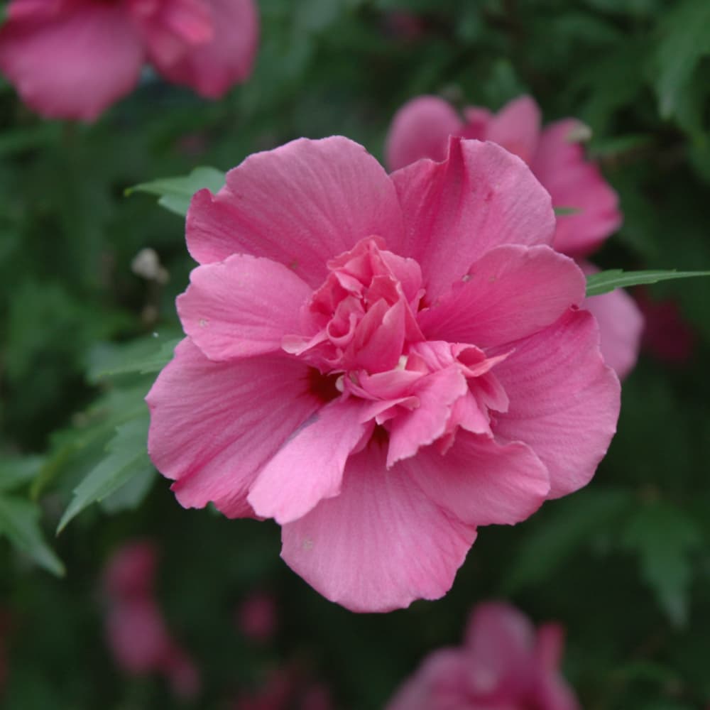 NetPS Plant Finder (www.netpsplantfinder.com)