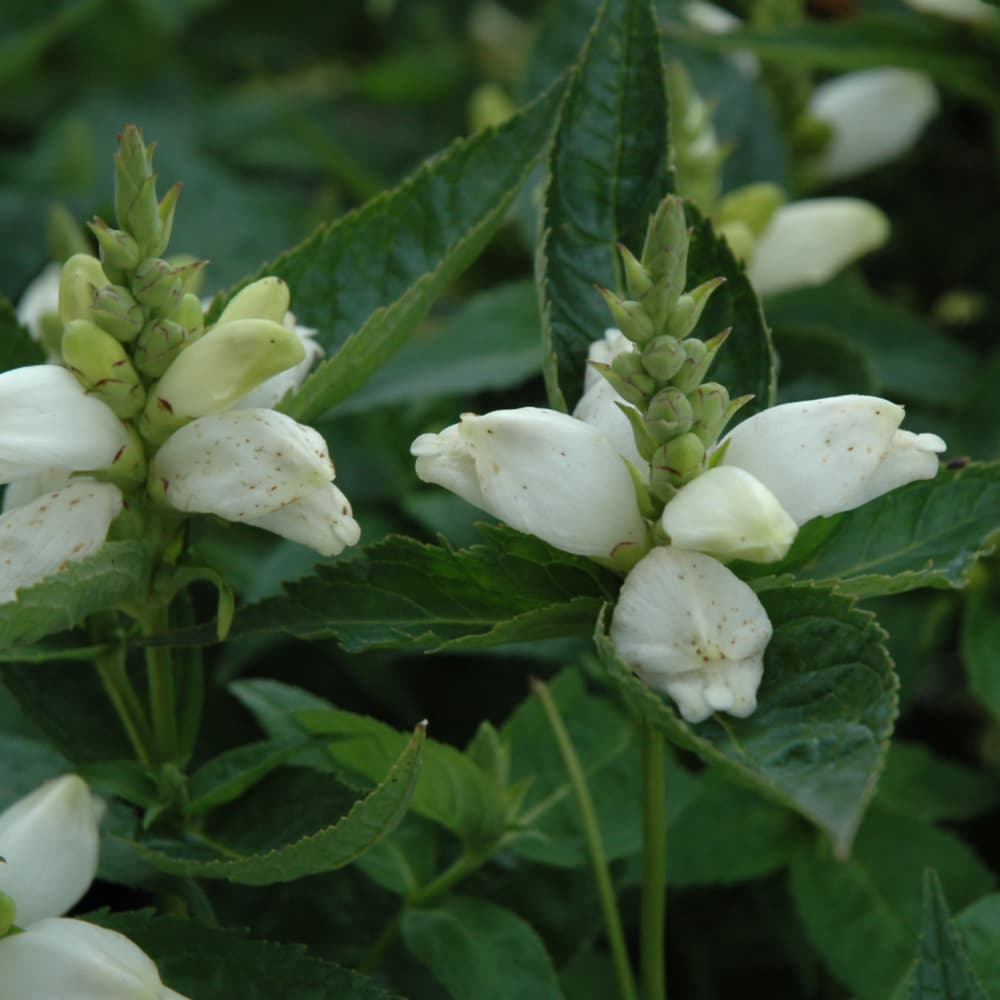 NetPS Plant Finder (www.netpsplantfinder.com)