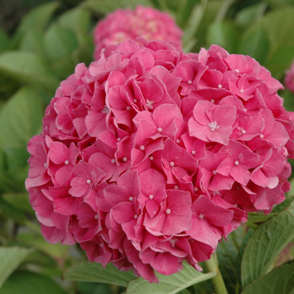 NetPS Plant Finder (www.netpsplantfinder.com)