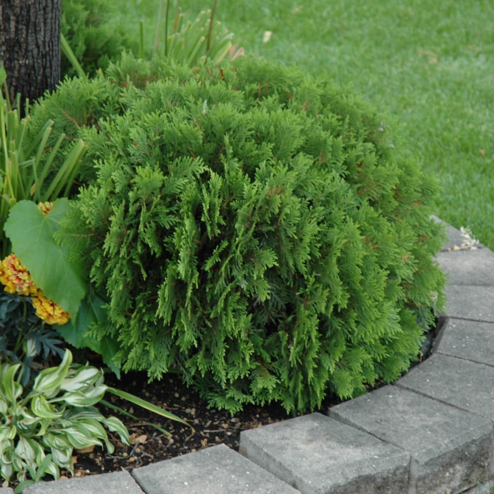 NetPS Plant Finder (www.netpsplantfinder.com)