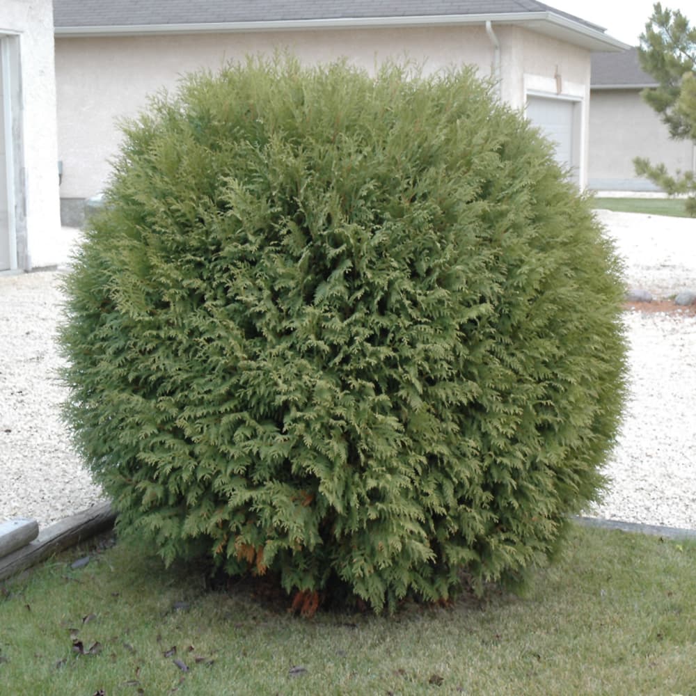 NetPS Plant Finder (www.netpsplantfinder.com)