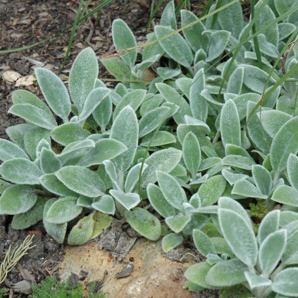 NetPS Plant Finder (www.netpsplantfinder.com)