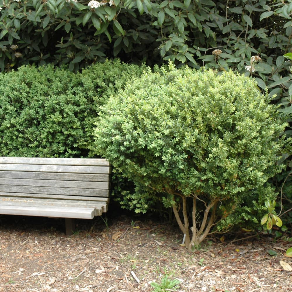 NetPS Plant Finder (www.netpsplantfinder.com)