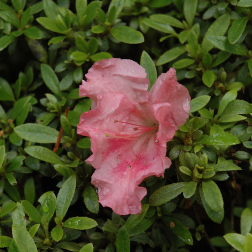 NetPS Plant Finder (www.netpsplantfinder.com)