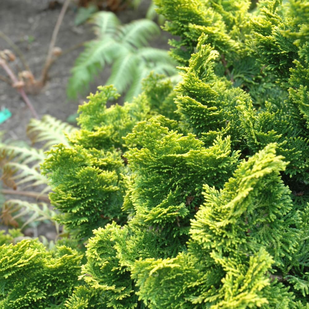 NetPS Plant Finder (www.netpsplantfinder.com)