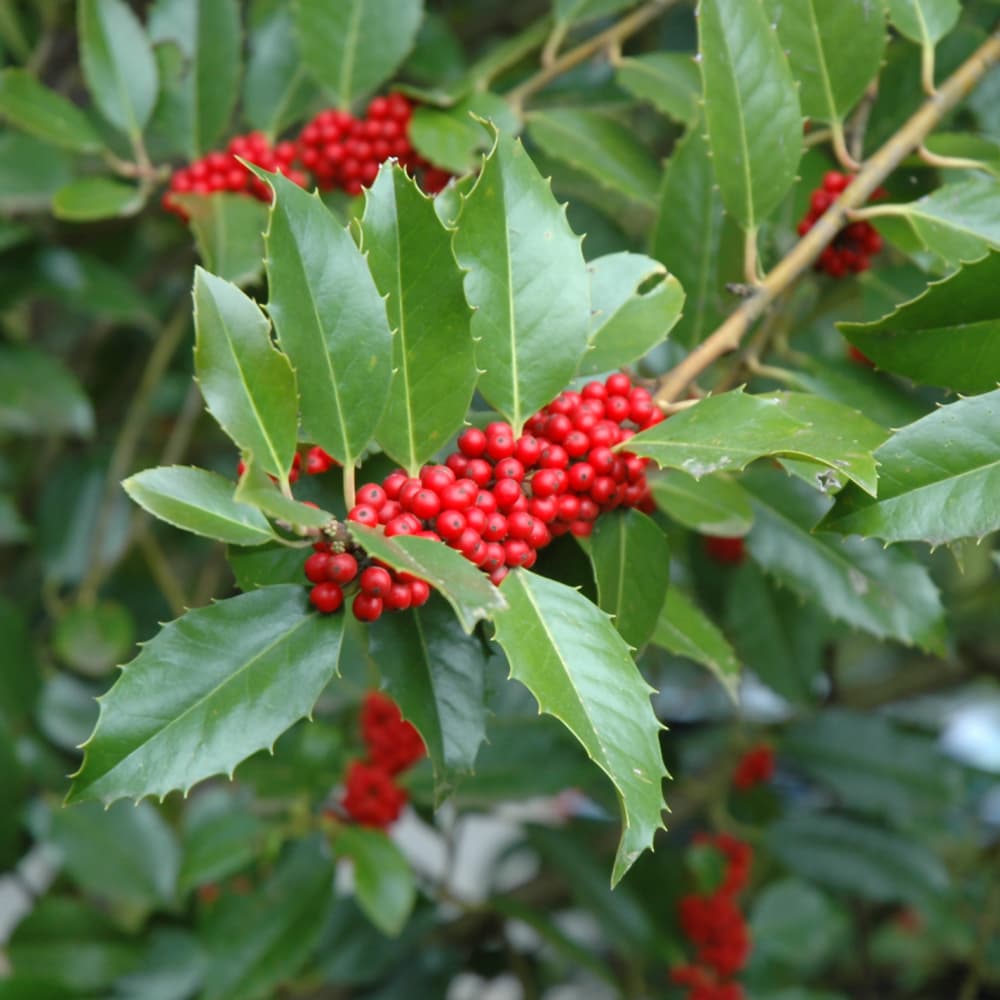 NetPS Plant Finder (www.netpsplantfinder.com)