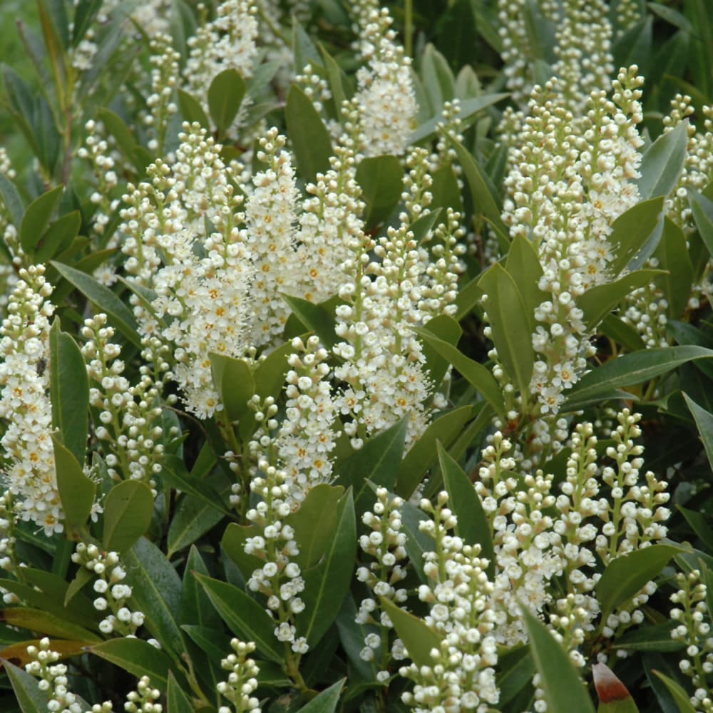 NetPS Plant Finder (www.netpsplantfinder.com)