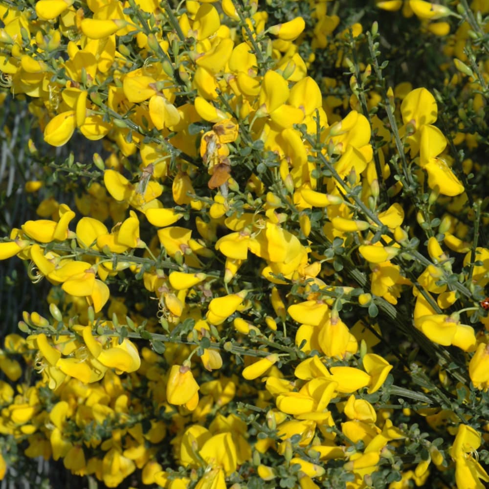 NetPS Plant Finder (www.netpsplantfinder.com)