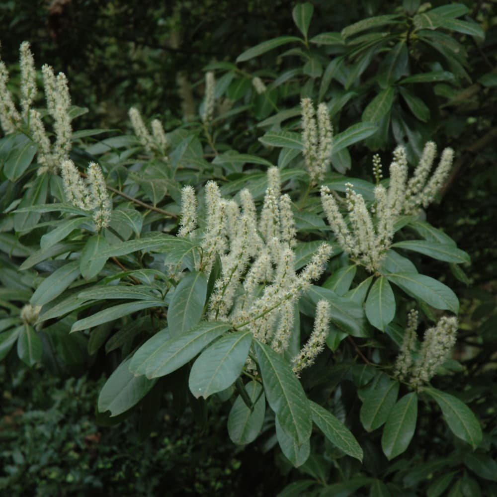 NetPS Plant Finder (www.netpsplantfinder.com)