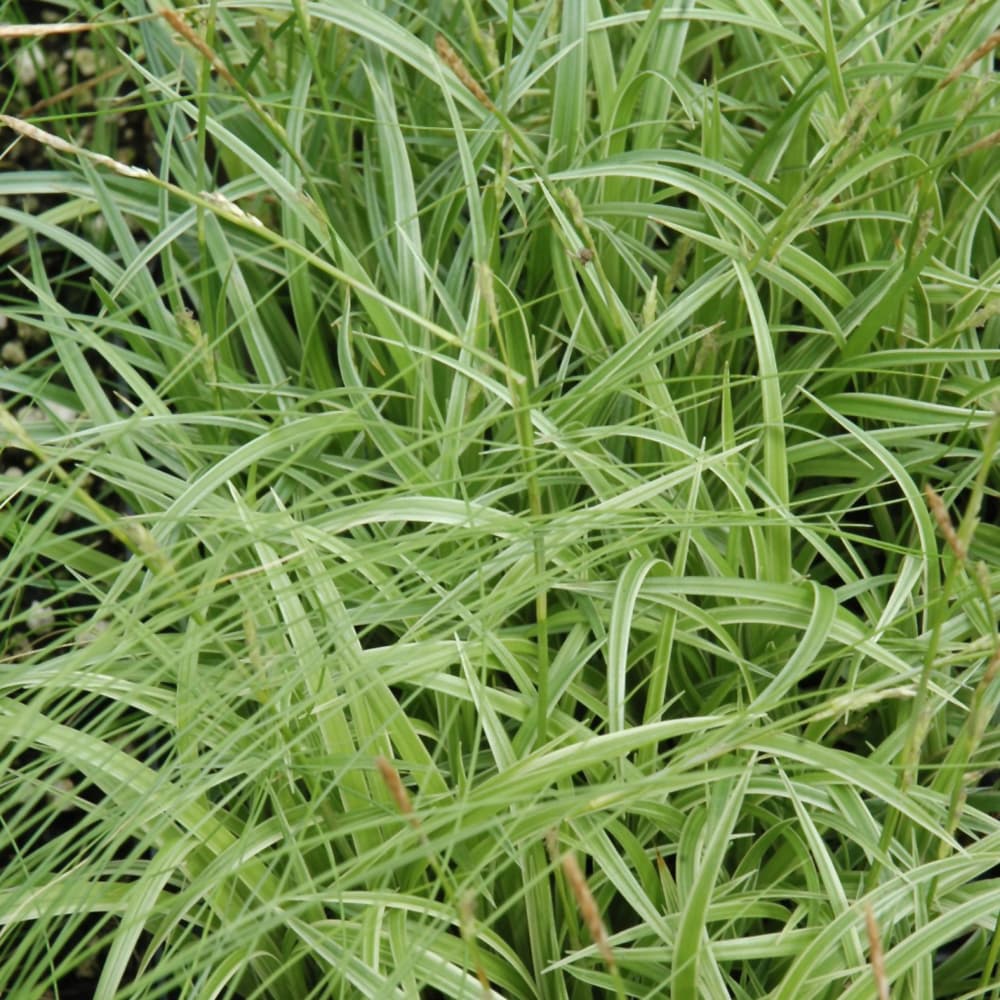 NetPS Plant Finder (www.netpsplantfinder.com)