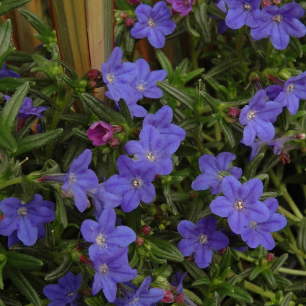 NetPS Plant Finder (www.netpsplantfinder.com)