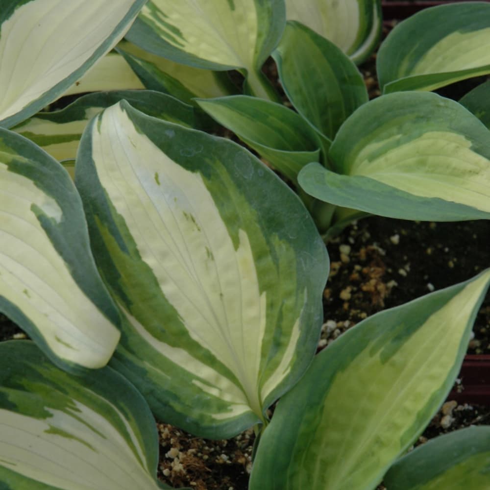 NetPS Plant Finder (www.netpsplantfinder.com)