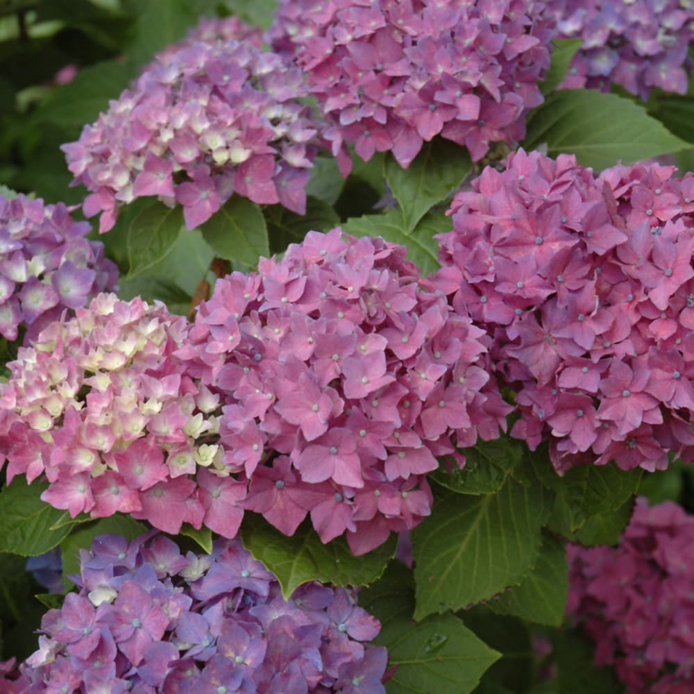 NetPS Plant Finder (www.netpsplantfinder.com)