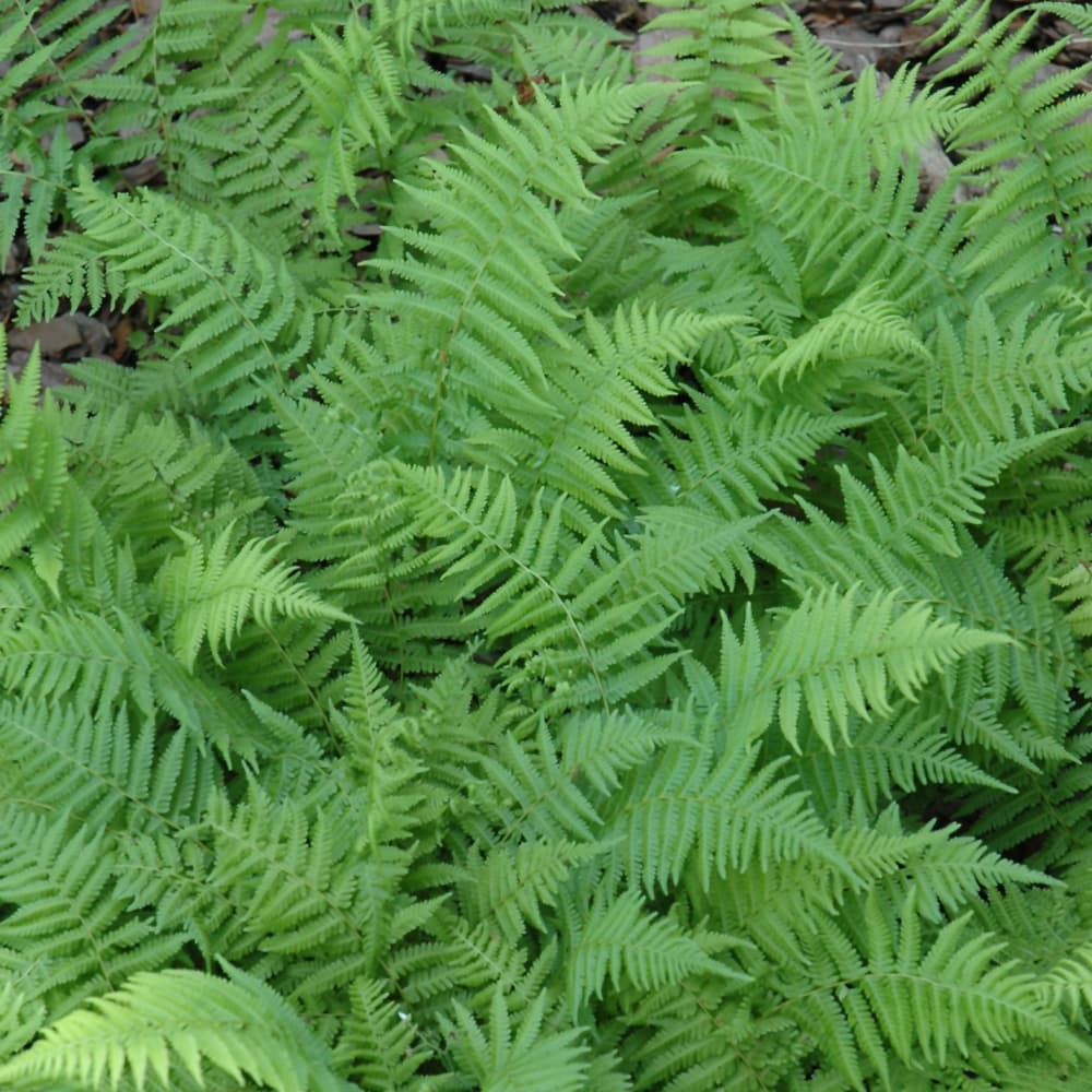 NetPS Plant Finder (www.netpsplantfinder.com)