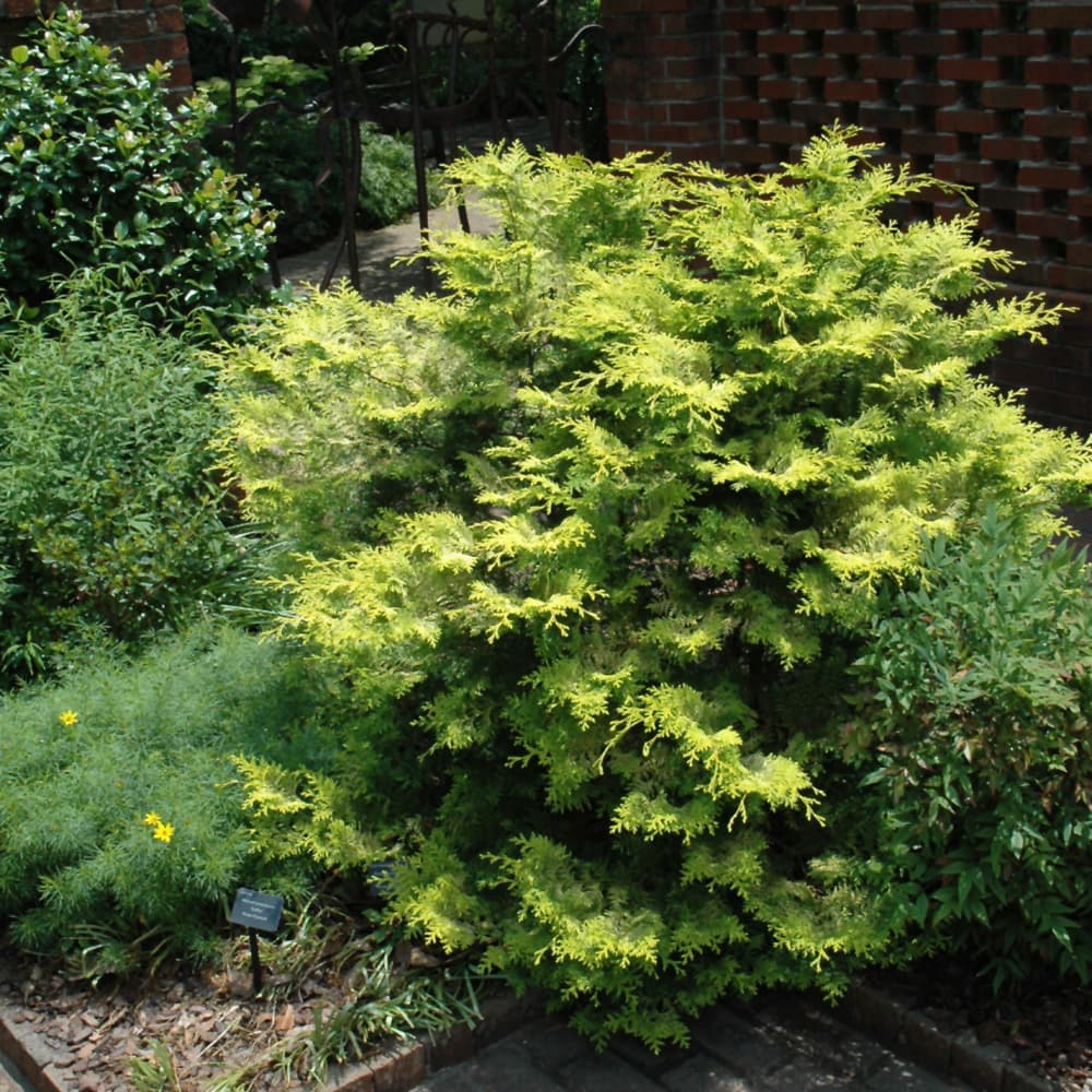 NetPS Plant Finder (www.netpsplantfinder.com)