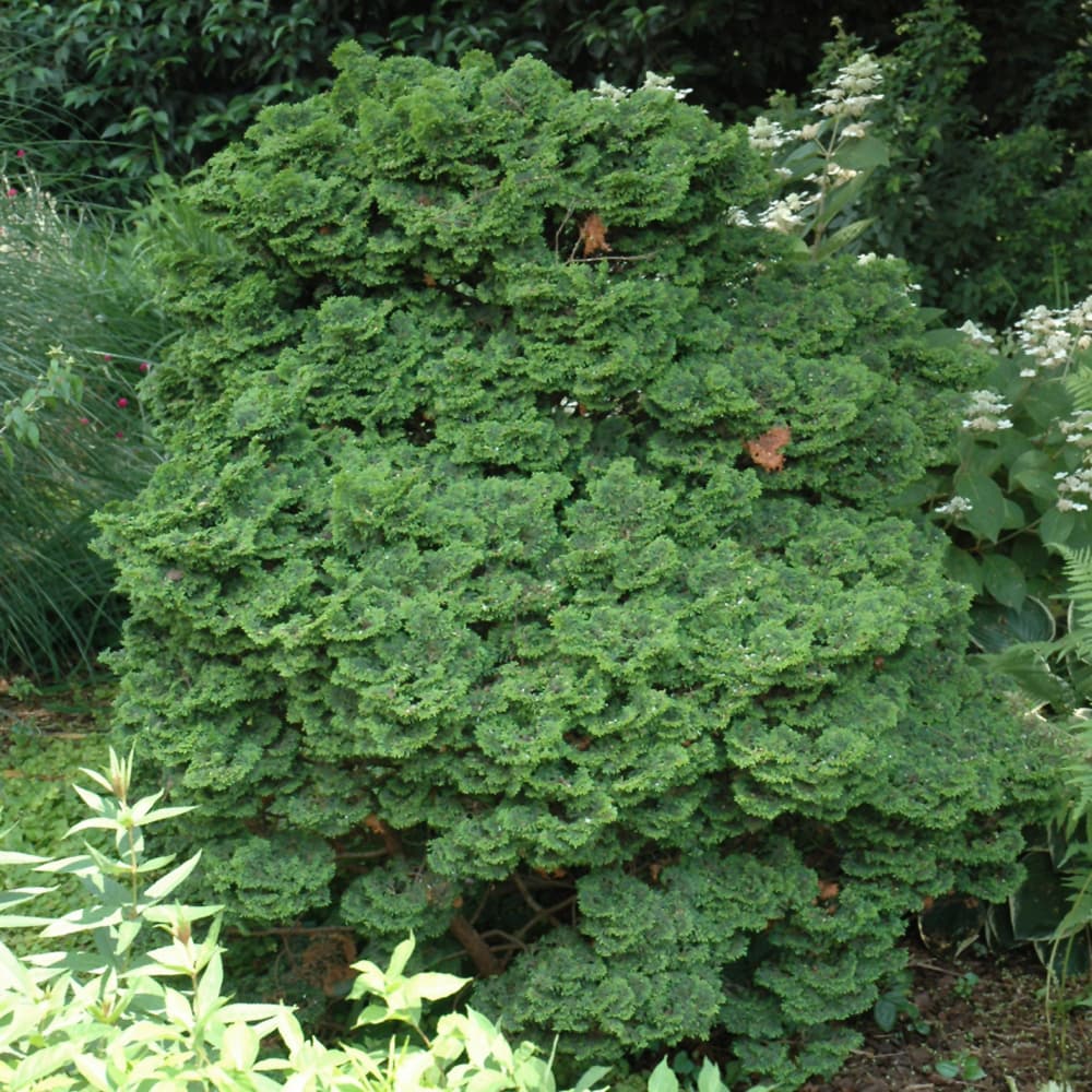NetPS Plant Finder (www.netpsplantfinder.com)