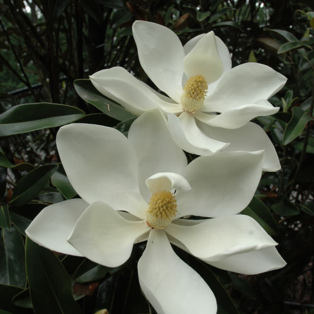NetPS Plant Finder (www.netpsplantfinder.com)
