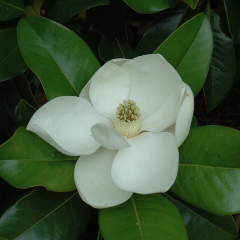 NetPS Plant Finder (www.netpsplantfinder.com)