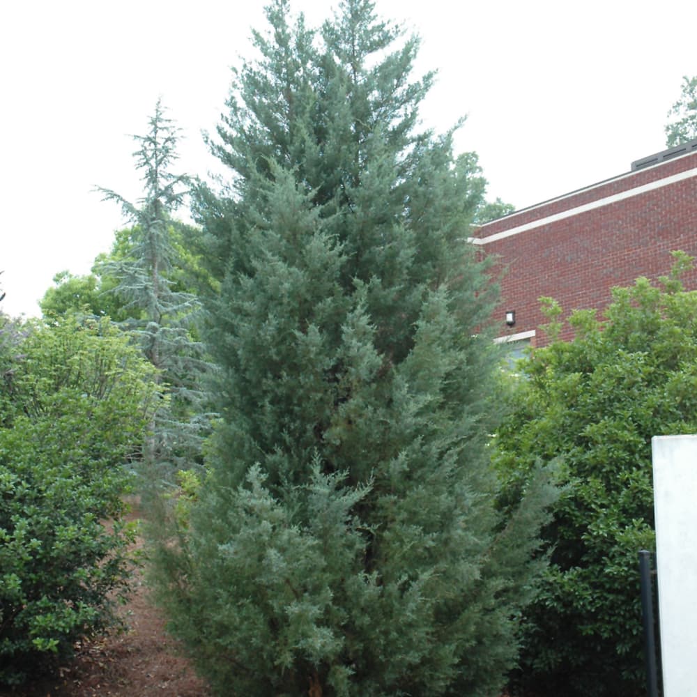 NetPS Plant Finder (www.netpsplantfinder.com)