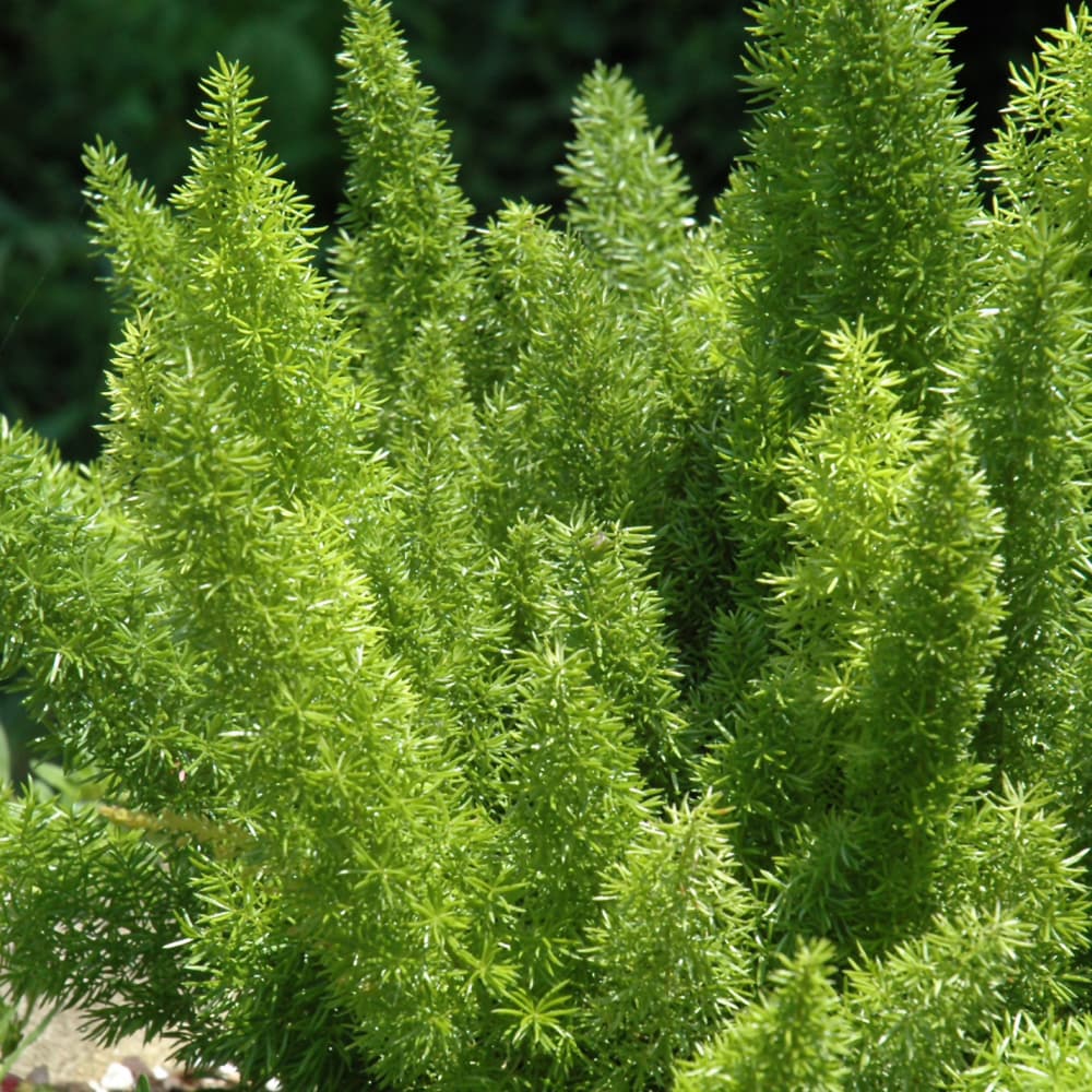 NetPS Plant Finder (www.netpsplantfinder.com)