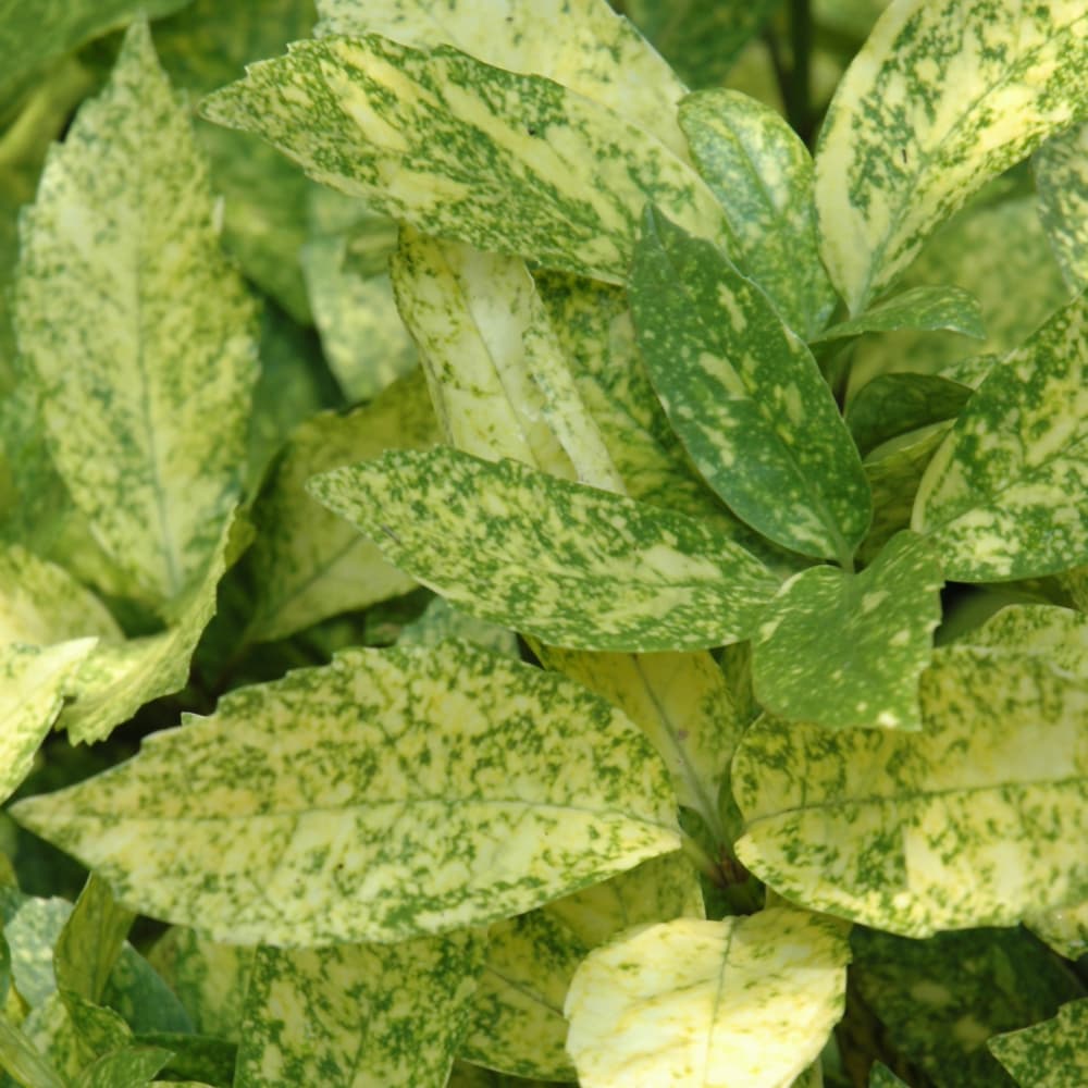 NetPS Plant Finder (www.netpsplantfinder.com)