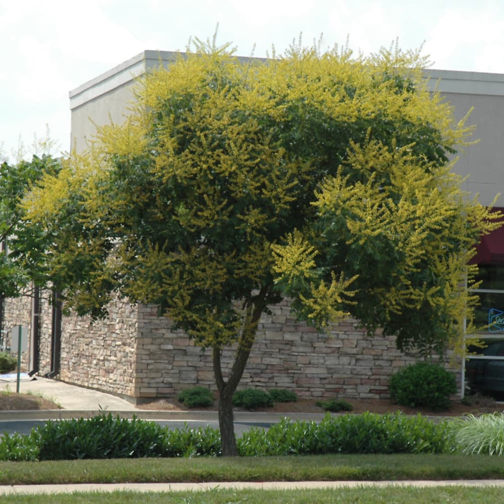 NetPS Plant Finder (www.netpsplantfinder.com)