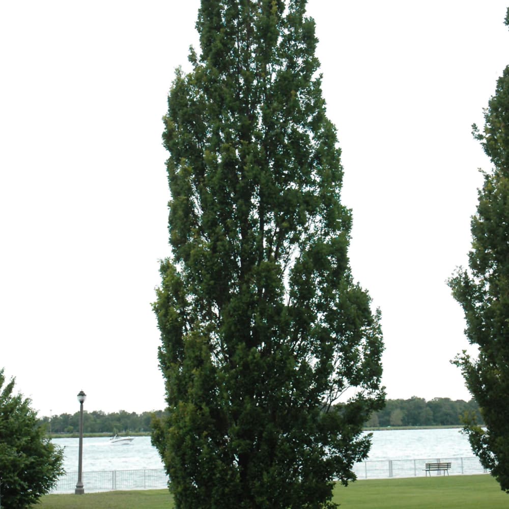 NetPS Plant Finder (www.netpsplantfinder.com)