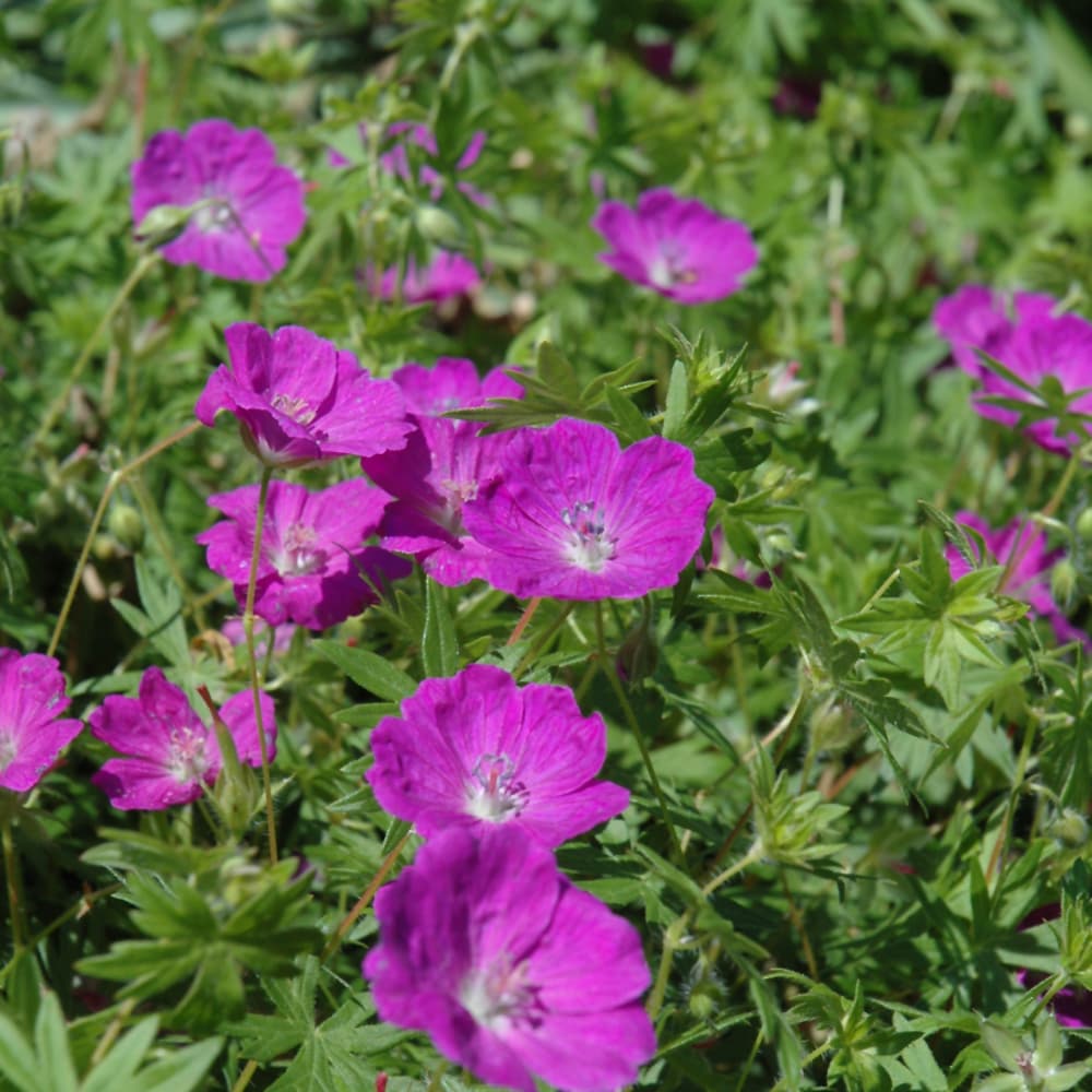 NetPS Plant Finder (www.netpsplantfinder.com)