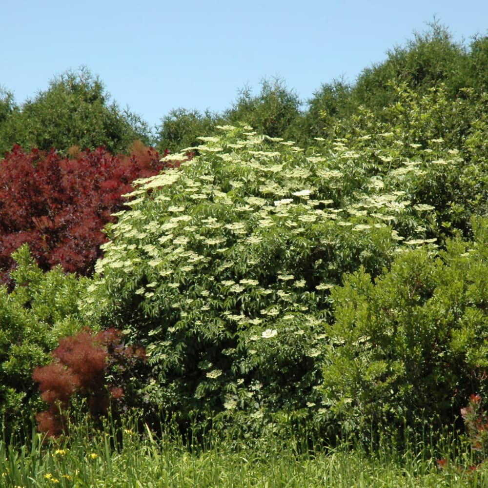 NetPS Plant Finder (www.netpsplantfinder.com)