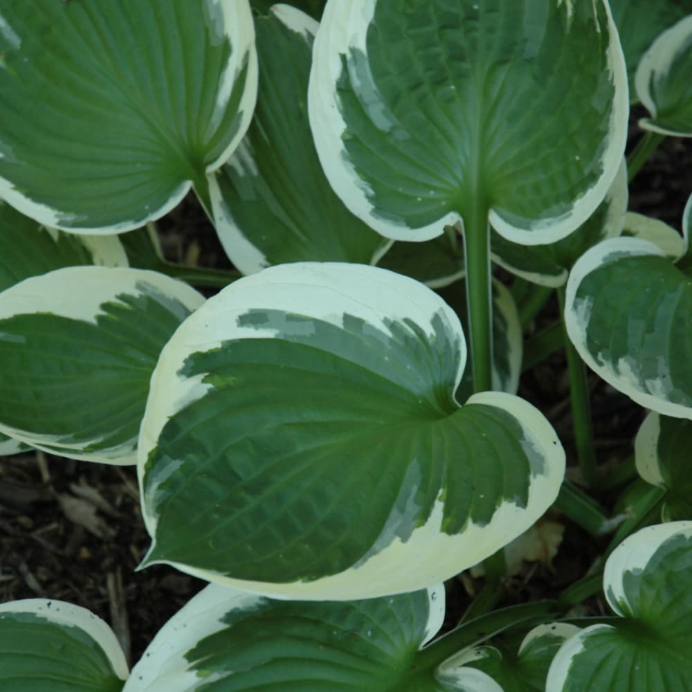 NetPS Plant Finder (www.netpsplantfinder.com)