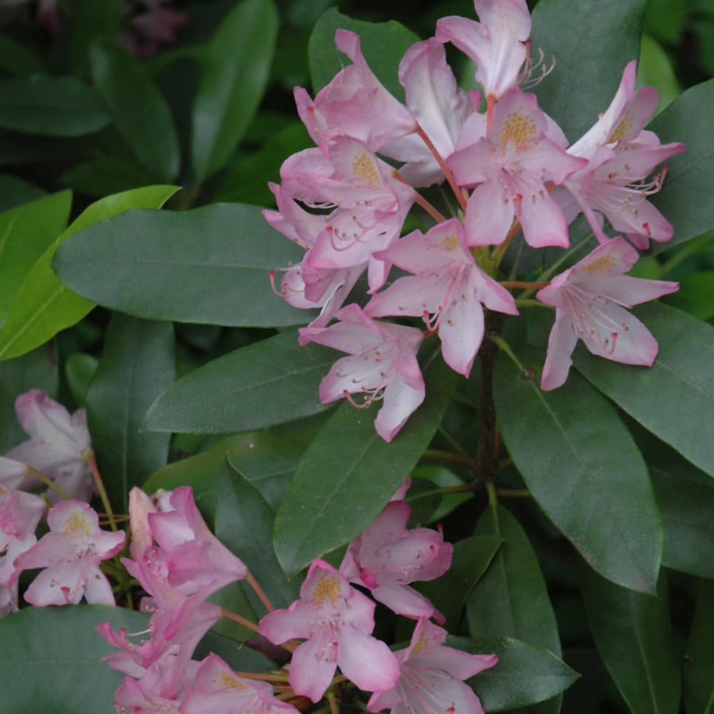 NetPS Plant Finder (www.netpsplantfinder.com)