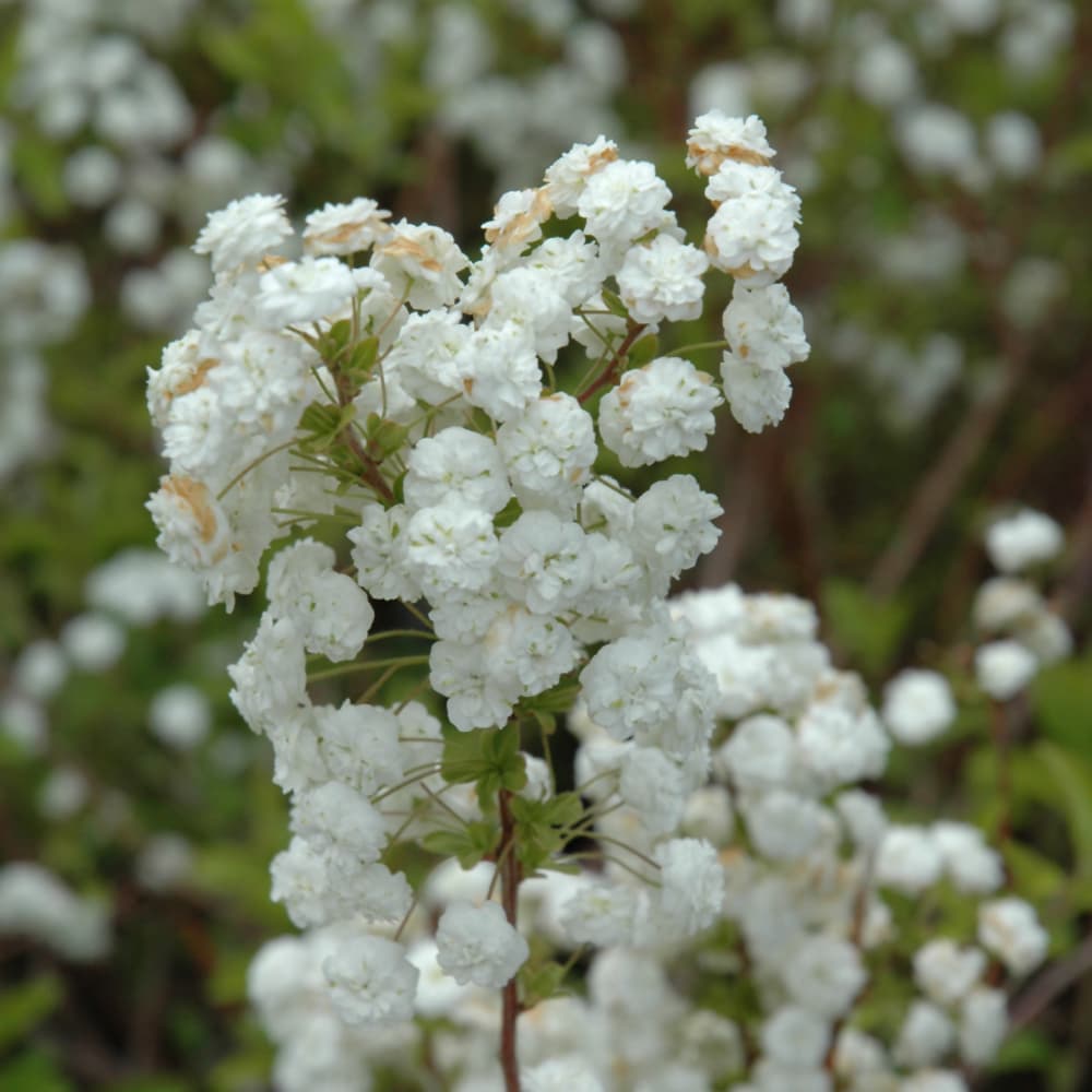 NetPS Plant Finder (www.netpsplantfinder.com)